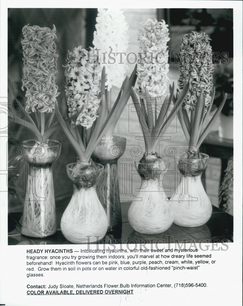 1996 Press Photo Hyacinths Forced To Bloom Indoors Create Rainbow Of Color - Historic Images