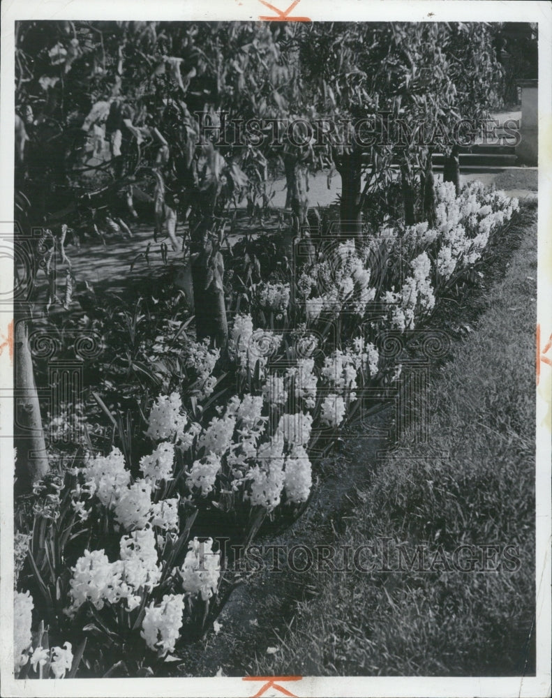 1967 Hyacinth Bulbs Bloom In Friday Real Estate Beds - Historic Images