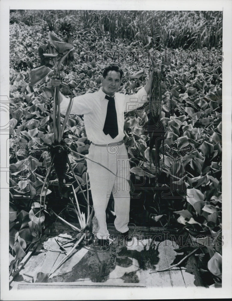 1947 Rep Domengeaux LA Amidst Water Hyacinths Closed Bayou Black - Historic Images