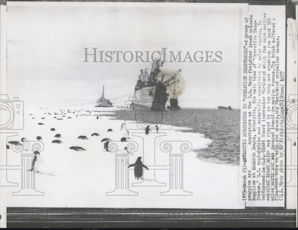 1957 Press Photo A group of penguins are spectators to the U.S. Navy freighter - Historic Images