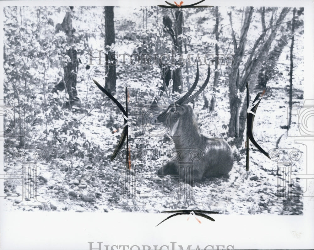 1965 Press Photo Waterbuck - Historic Images