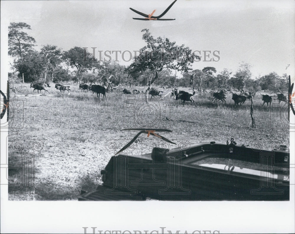 1965 Hunting Wildebeast - Historic Images