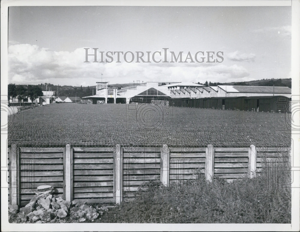 1956 Bottles Line The Ground For Famous Vichey Water To Fill-France - Historic Images