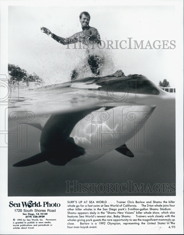 1993 Press Photo Sea World Whale Shamu With Trainer Chris Barlow California - Historic Images