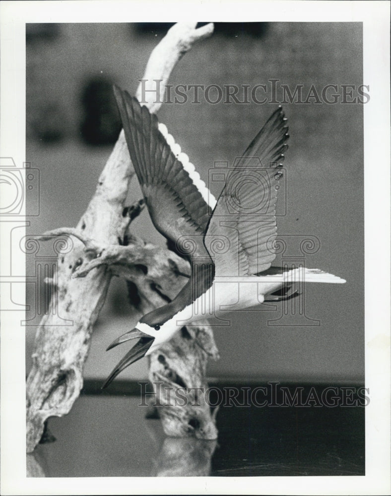 1982 Press Photo Bassword Sculpture Skimmer By Steve Hutchens - Historic Images