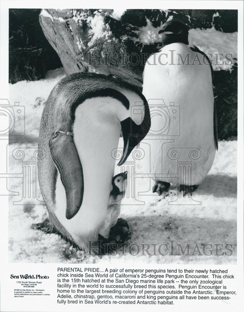 1995 Press Photo Pair Of Emperor Penquins Tend To Newly Hatched Chick Sea World - Historic Images