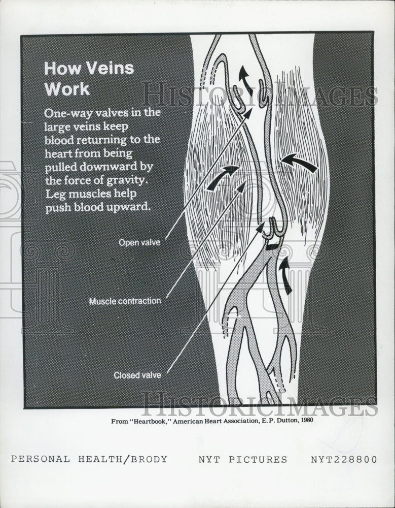 1980 Press Photo Diagram From Heartbook How Veins Work By E.P. Dutton - Historic Images