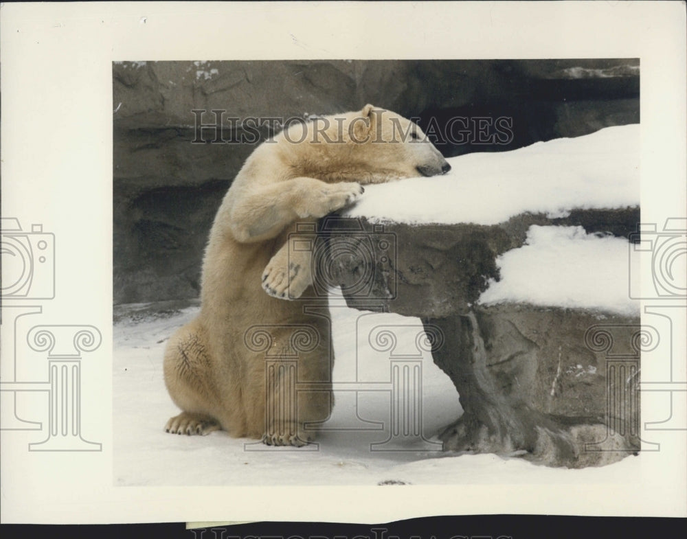 1989 Press Photo Polar Bear Enjoying Snow At Detroit Zoo - Historic Images