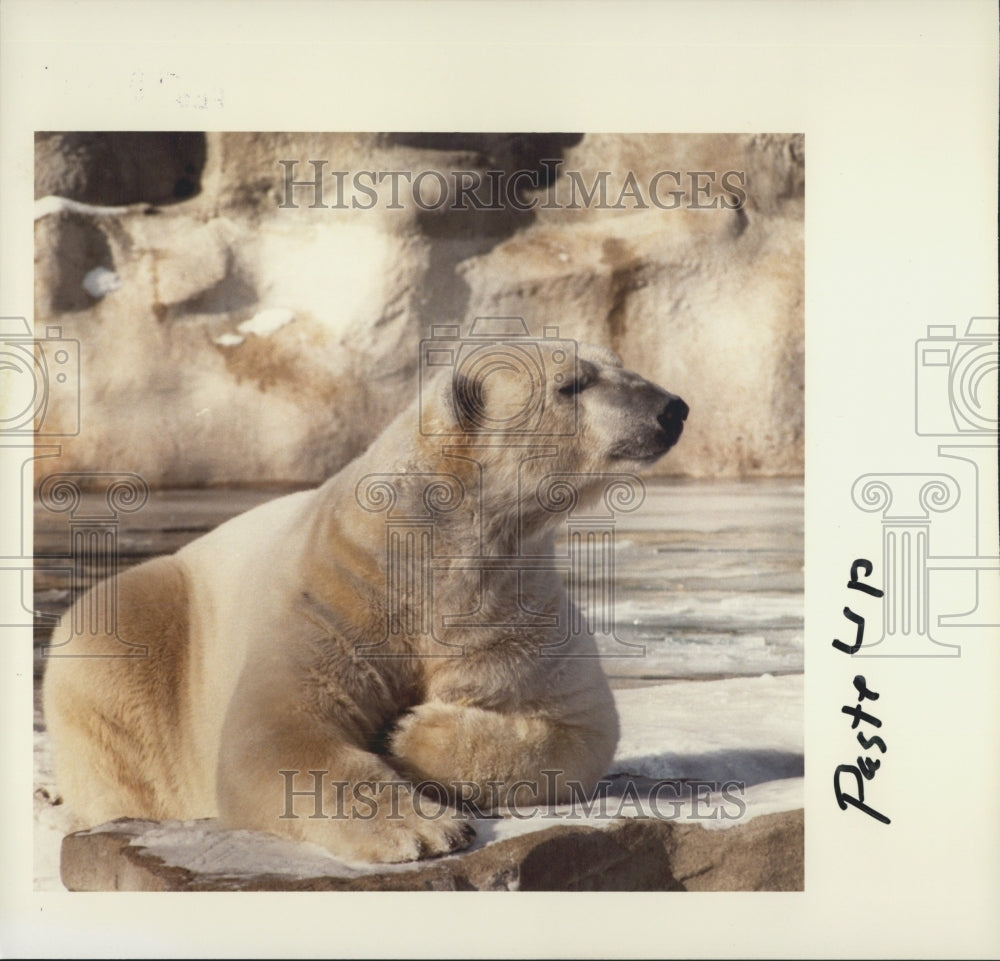 1995 Press Photo Polar Bear Lombardo Laying Down Detroit Zoo - Historic Images