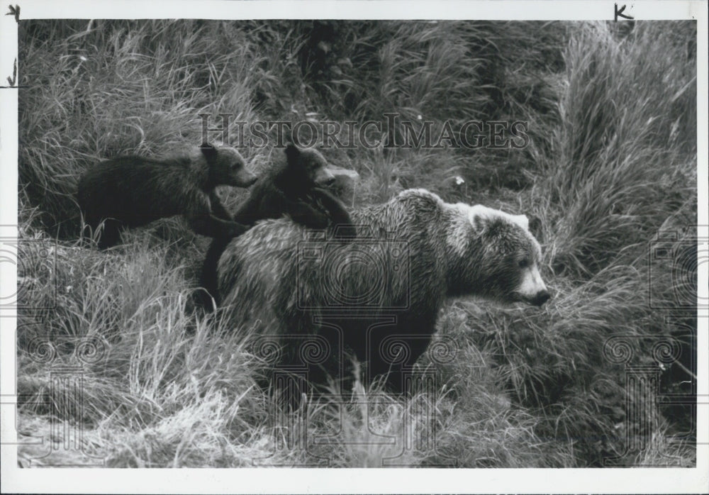 1992 Press Photo Brown Bear Two Cubs McNeil River Sanctuary Alaska - Historic Images