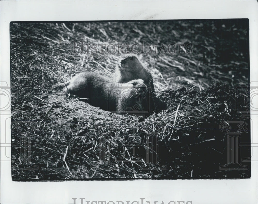 1978 Prairie Dogs Detroit Zoo - Historic Images