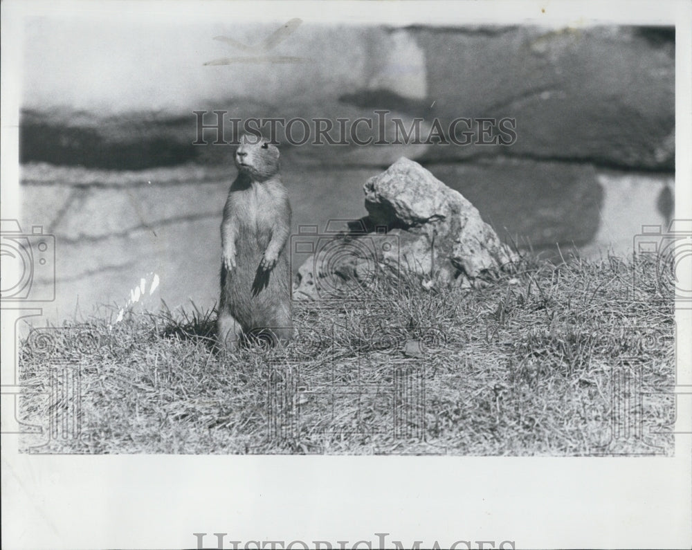 1976 Prairie Dogs Detroit Zoo - Historic Images