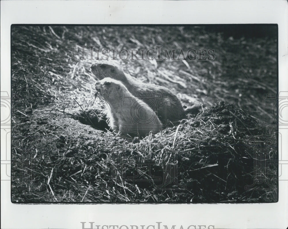 1979 Press Photo Prairie Dogs Detroit Zoo - Historic Images