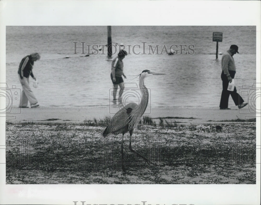 1986 Press Photo Anclote Beach Strollers With Large Bird Foregroudn - Historic Images