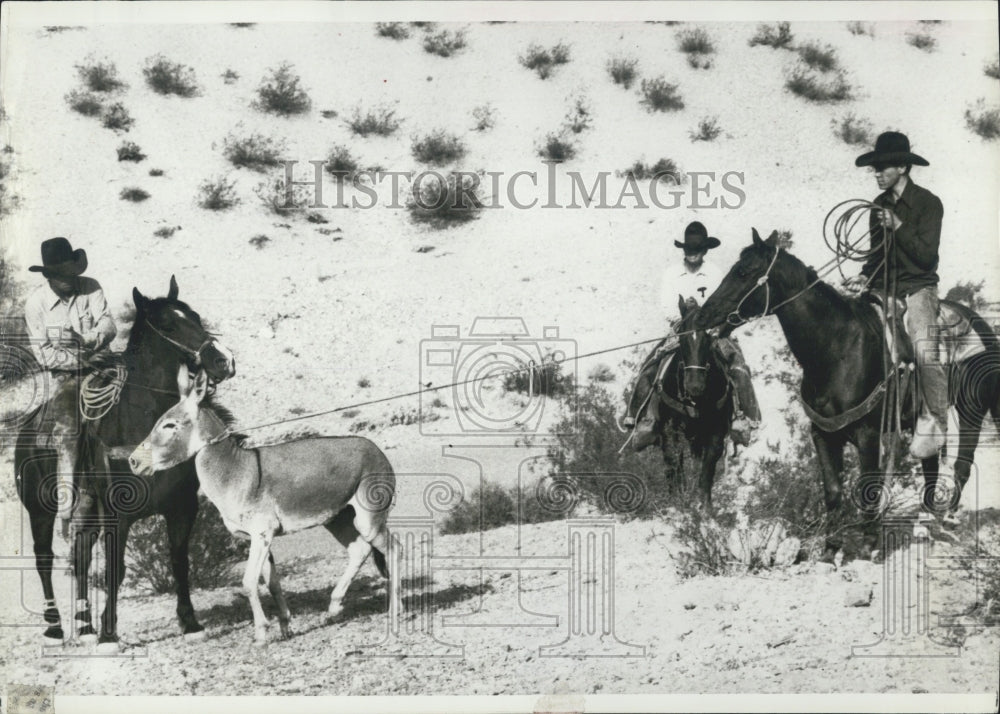 1980 Press Photo Bureau Land Management Rangers Burro Roundup - Historic Images