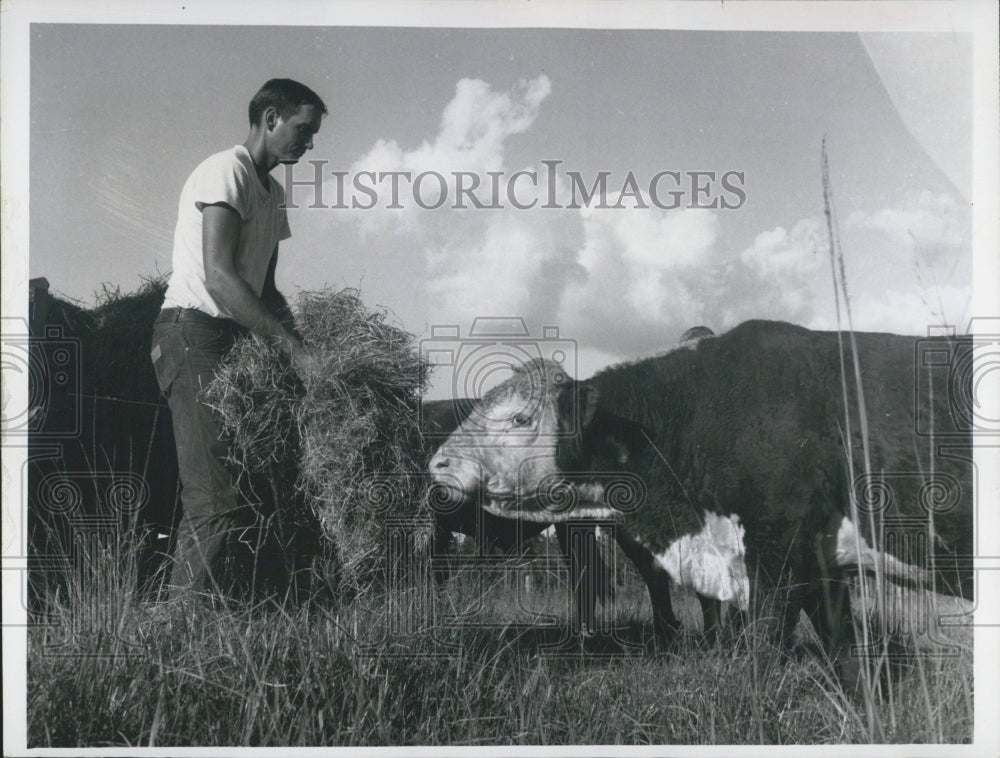 1970 J.B. Starkey Jr Cows Hay Anclote River Ranch - Historic Images