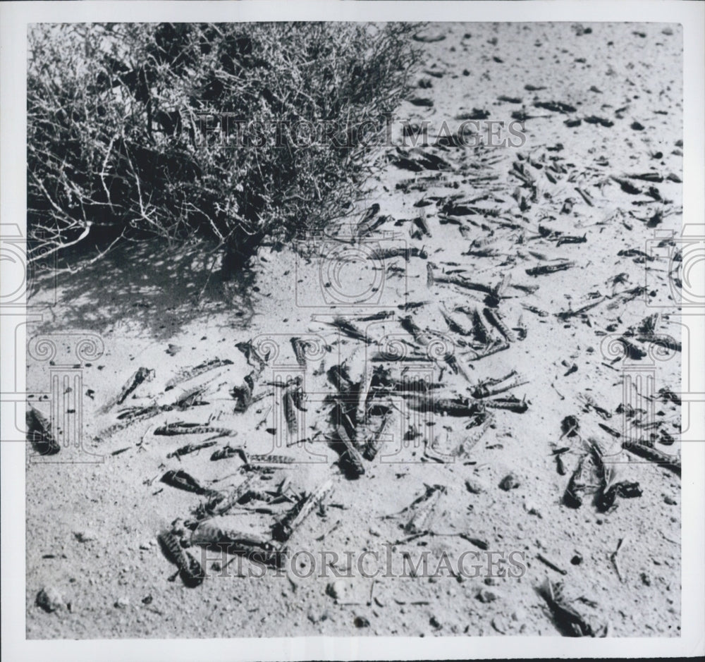 1952 Locust Infestation in Middle East - Historic Images