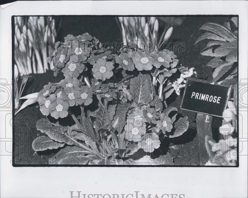 1979 Press Photo Primrose - Annual Home Builder and Flower Show Exhibit, Detriot - Historic Images