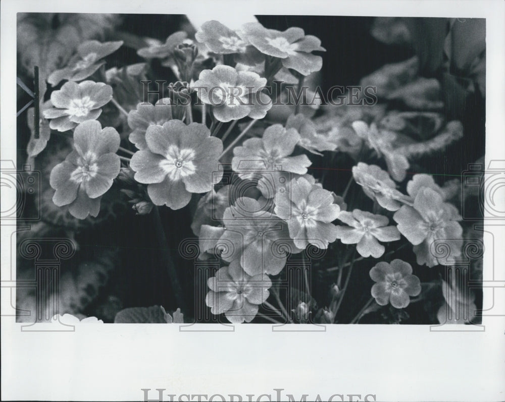 1968 Press Photo Flowers at Belle Isle - Historic Images