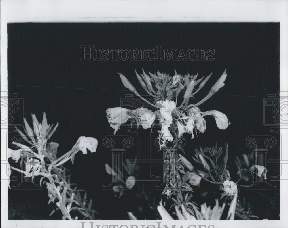 1969 Press Photo Evening Primrose - RSG32843 - Historic Images