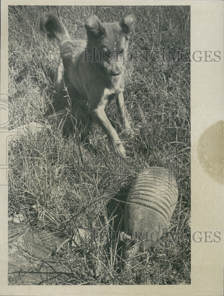 1961 Armadillo With Happy Owned by Mrs.Donald Powell - Historic Images