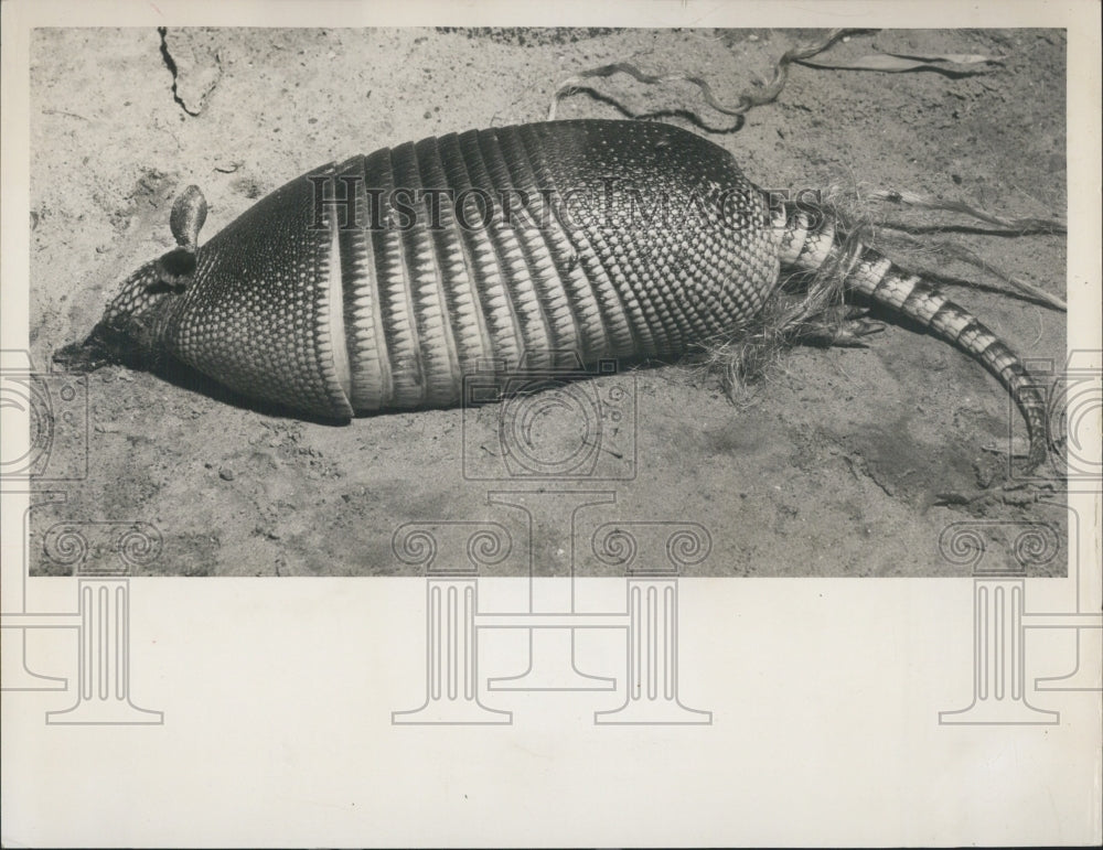 Press Photo Armadillo - Historic Images