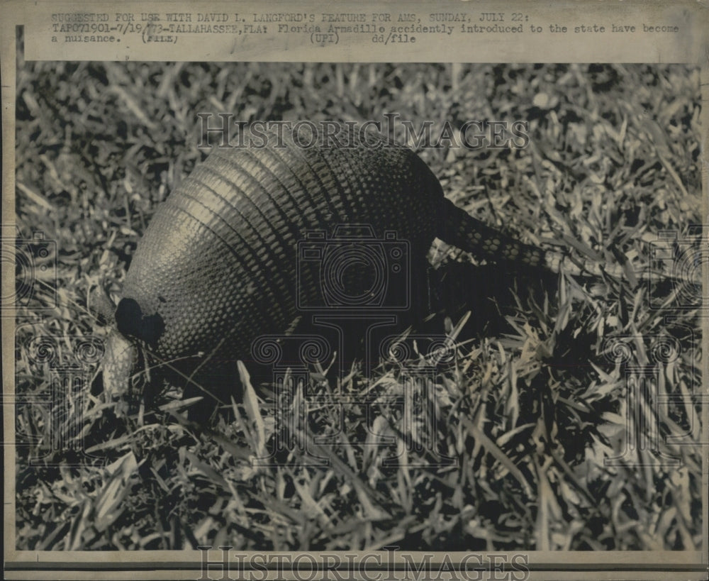 1973 Florida Armadillo - Historic Images