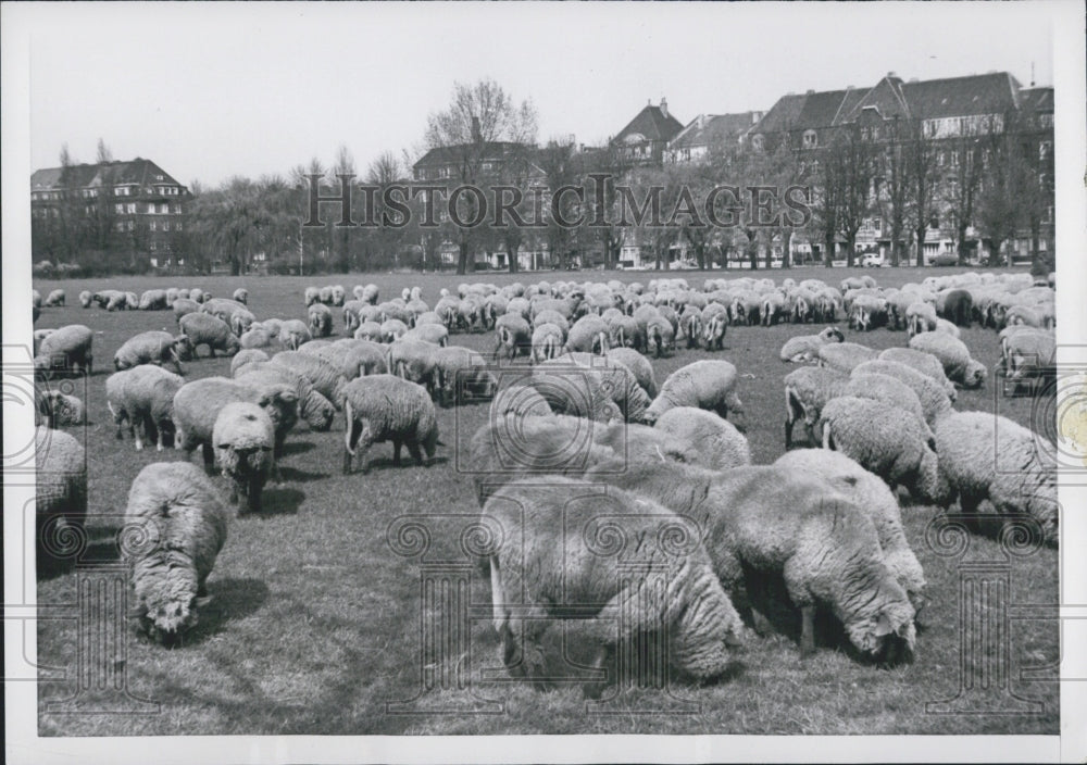 1954 Dusseldorf Germany Park Sheep - Historic Images