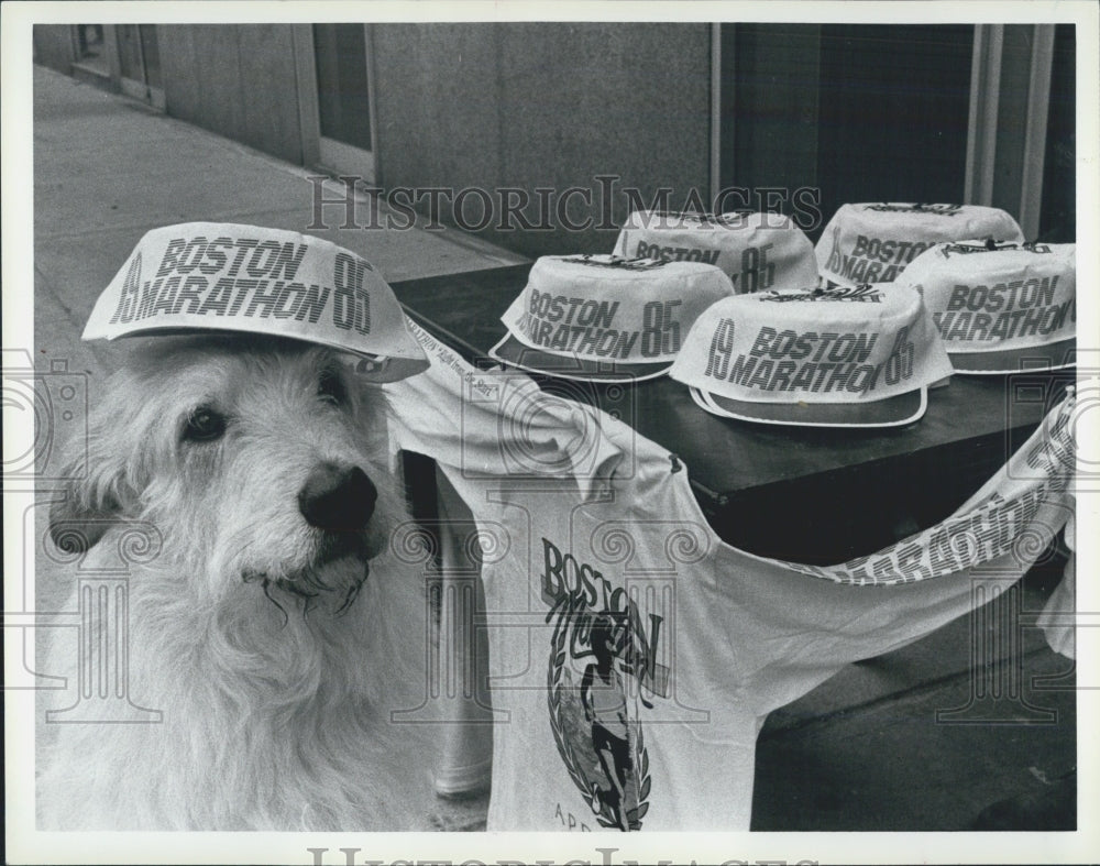 1985 Press Photo Fithagorus the pooch gets himself deck in Marathon finery - Historic Images