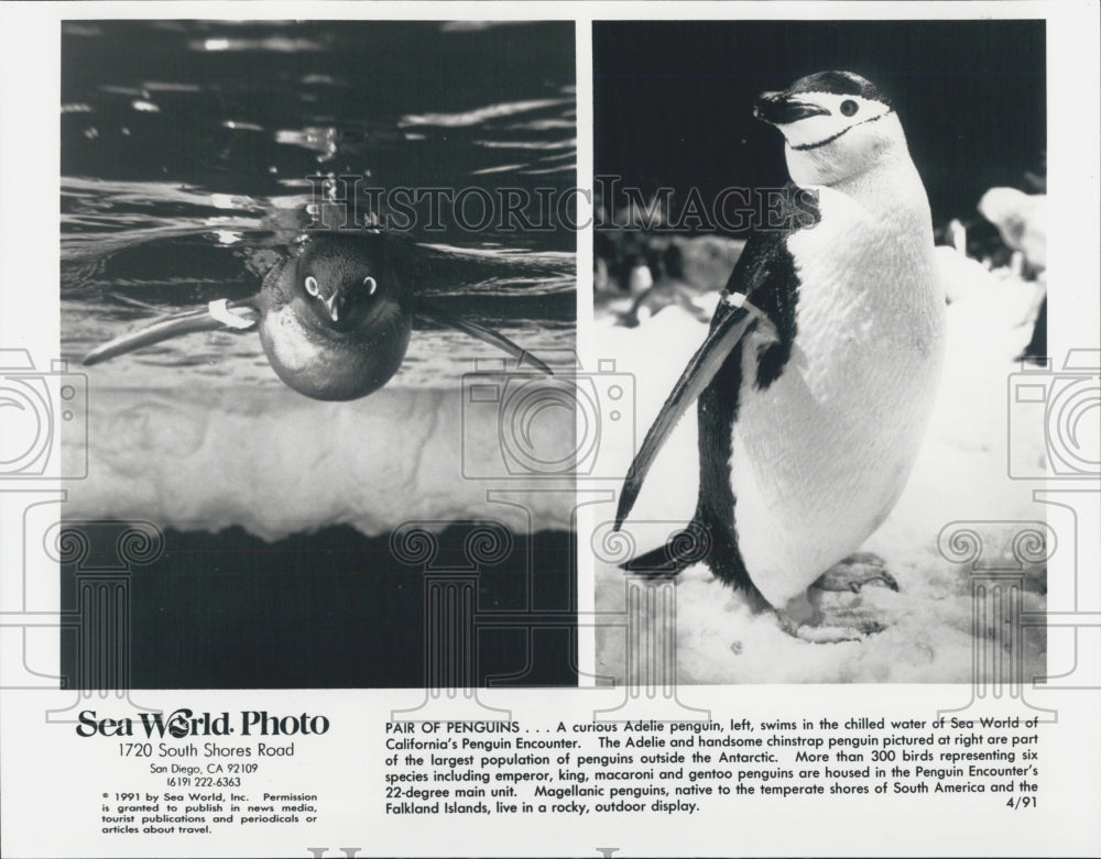 1991 Press Photo A Adelie Penguin And Chinstrap Penguin At California Sea World - Historic Images