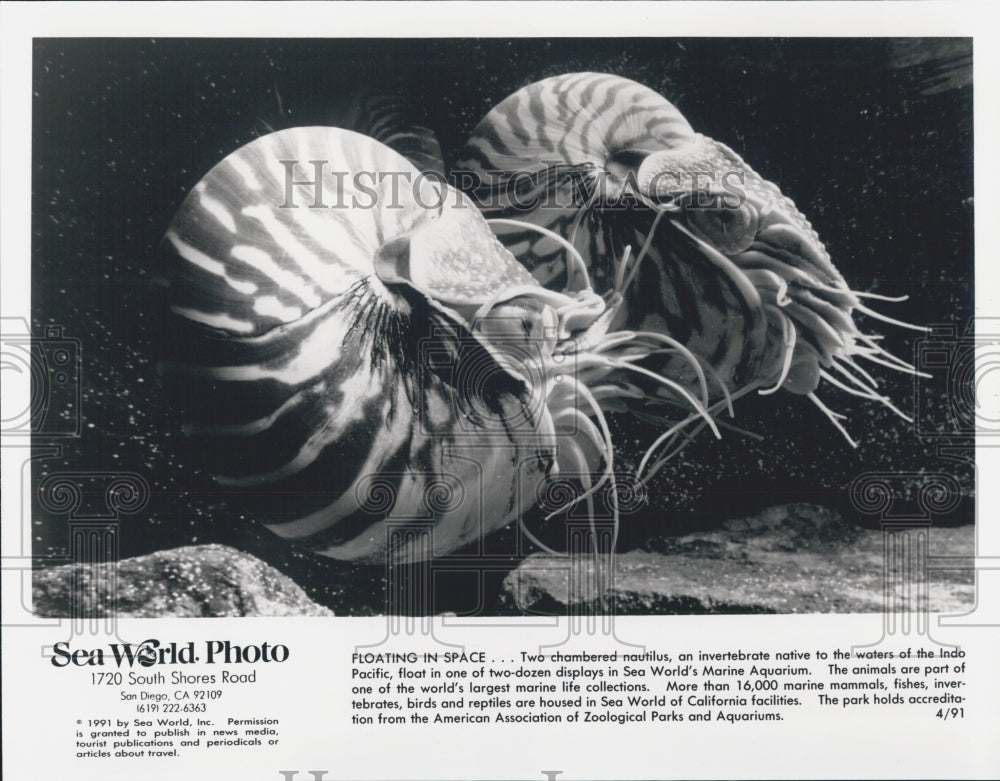 1991 Press Photo Sea World Photo - Historic Images