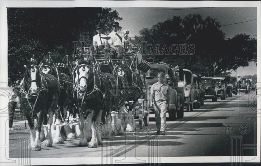 1975 Anheuser-Bush Clydesdales Lead Gulf Coast Auction Antique Cars - Historic Images