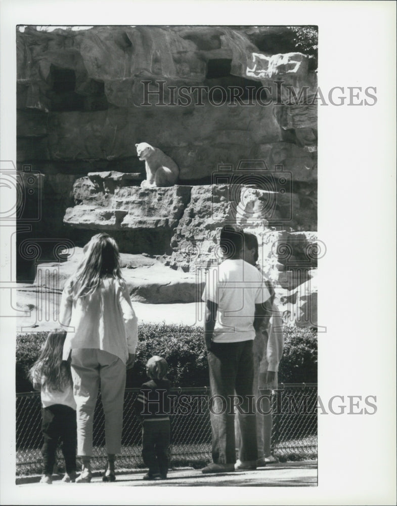 1988 Press Photo Detroit Zoo Polar Bears Exhibit - Historic Images