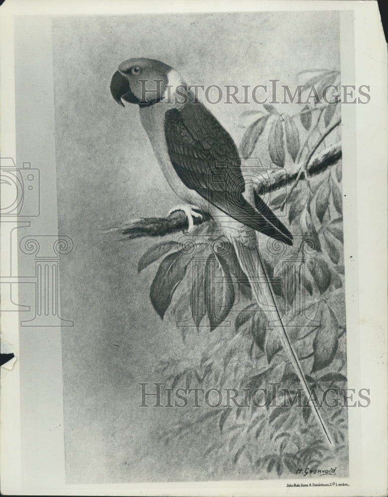1933 Press Photo Alexandrine Parakeet Drawing Belongs To Alfred Ezra - Historic Images
