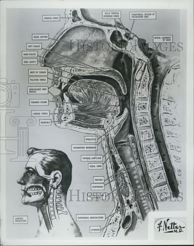 Press Photo Diagram/Respiratory System - Historic Images