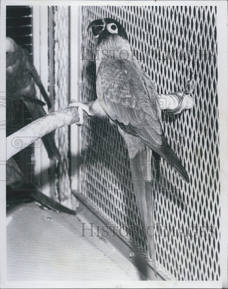 1972 Monk Parakeet Detroit Zoo - Historic Images