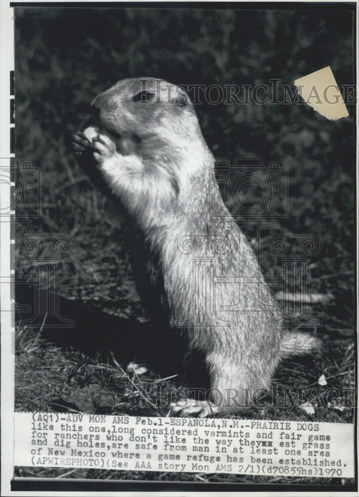 1970 Press Photo Prairie Dog Find Safe Haven In New Mexico Game Refuge - Historic Images