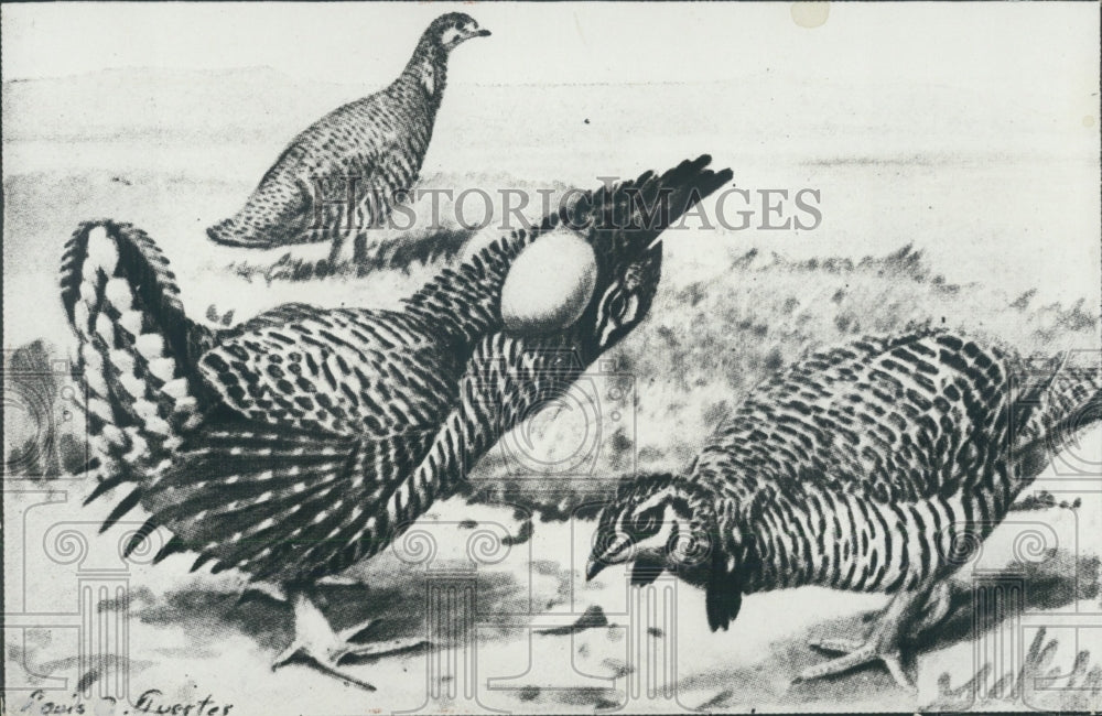 1932 The American Prairie Chicken - Historic Images