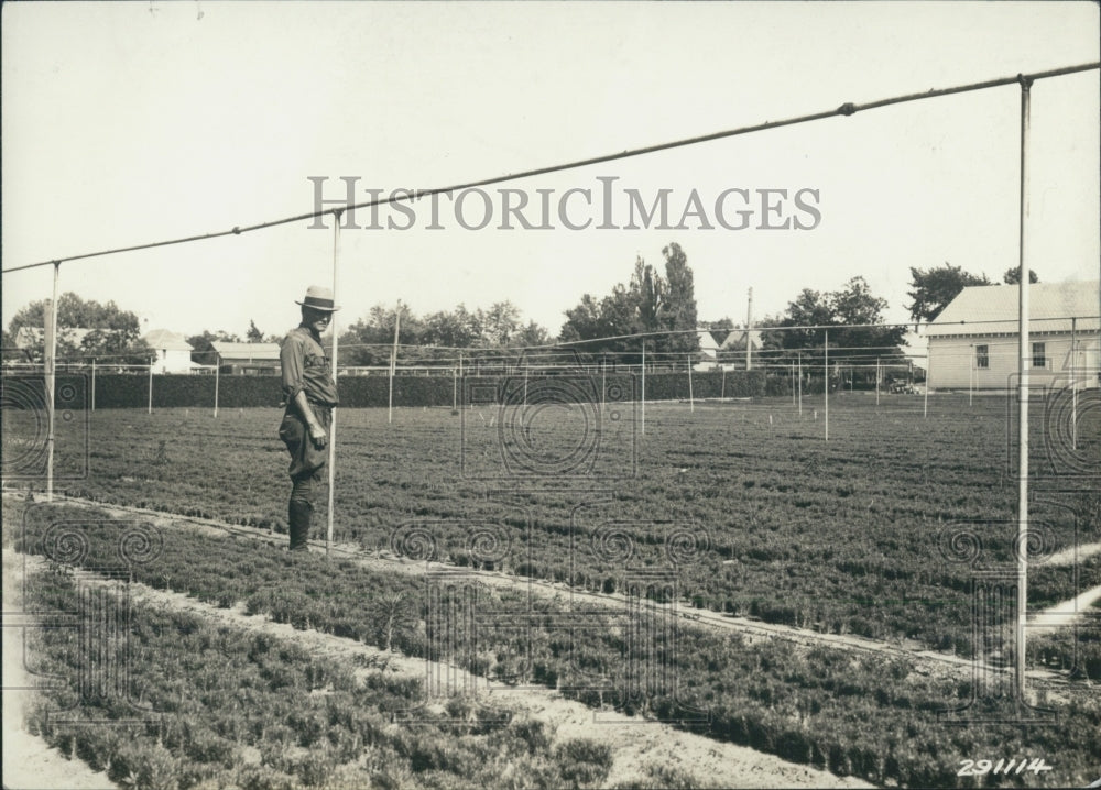 1938 Forests Reforestation Michigan Nurseries - Historic Images
