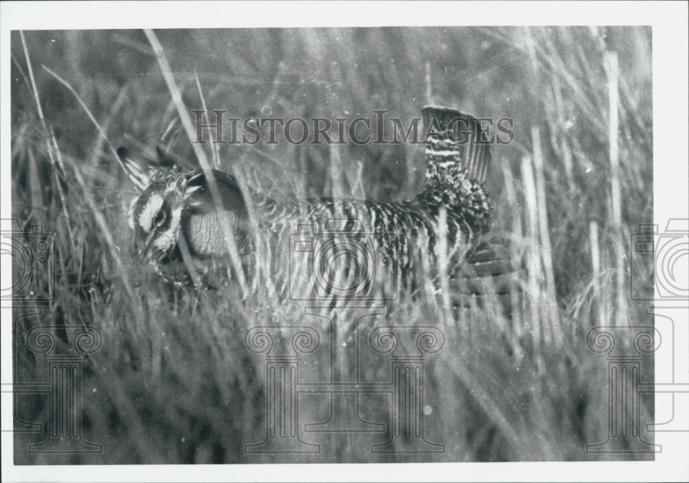 1992 Press Photo Prairie Chicken - Historic Images