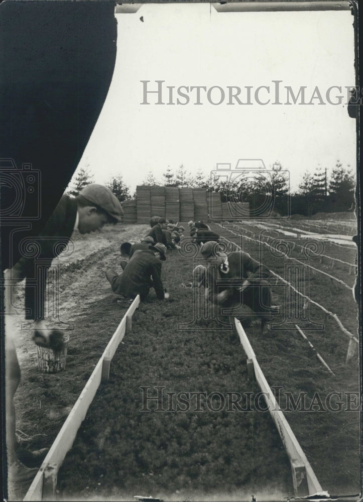 Press Photo Michigan Forests Nursery - Historic Images