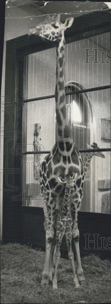 Press Photo Mother Giraffe and Six-Foot Baby - Historic Images