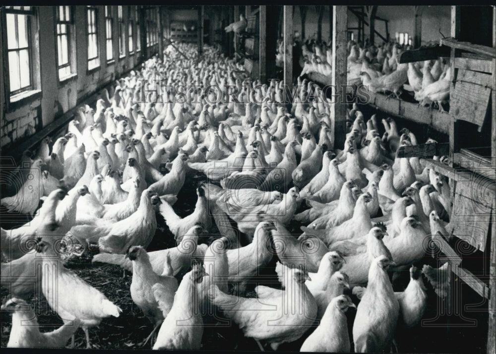 Press Photo Modern Hen Farm On Integrated Agricultural Farm In Boljo, Yogoslavia - Historic Images