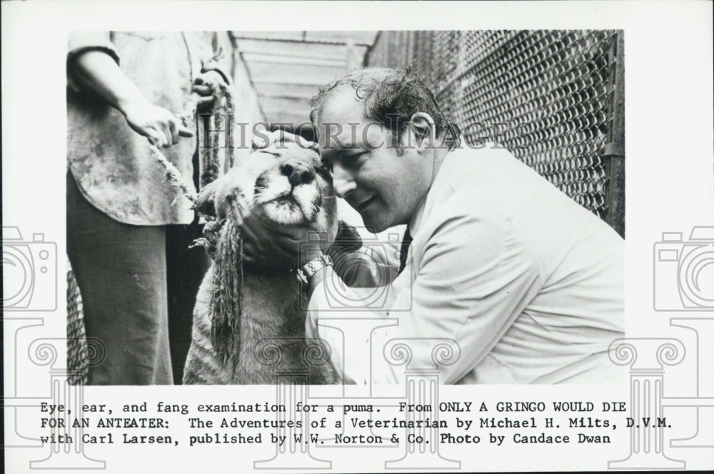 Press Photo The adventures of a Veterinarian Puma Michael H. Milts, D.V.M. - Historic Images