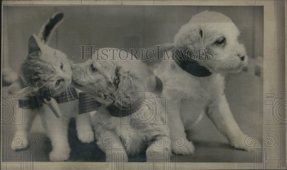 1972 Cocker Spaniel Puppy Kisses Kitten Promotion Fort Wayne Humane - Historic Images