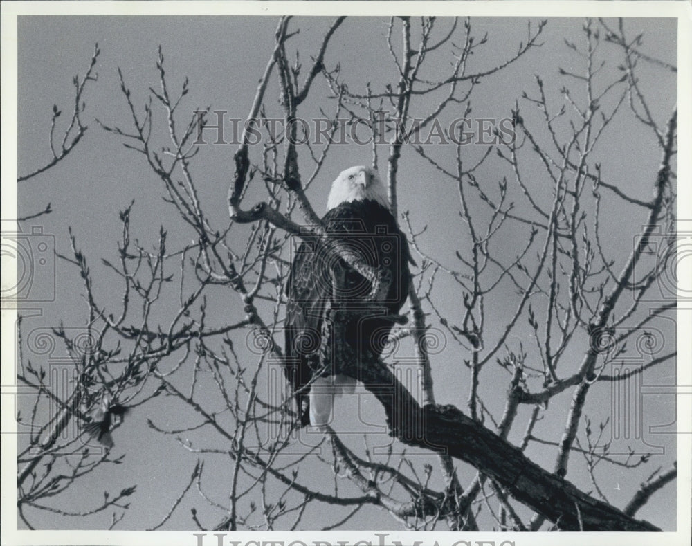 1990 Press Photo Bald Eagle Valley Cottonwood Tree Wisconsin River Bird - Historic Images