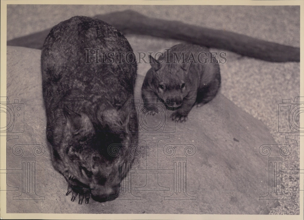 Press Photo Brookfield zoo wombats - Historic Images