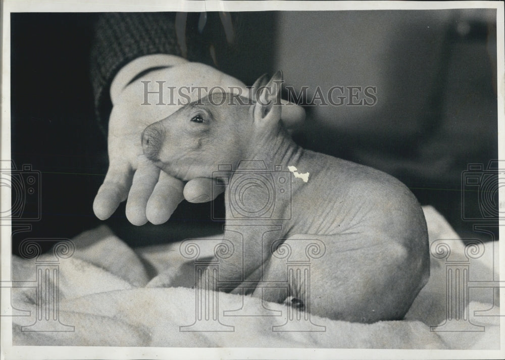 1974 Press Photo Brookfield Zoo animal Wombat - Historic Images