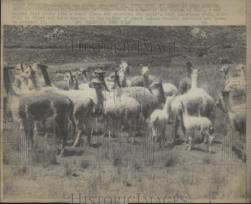 1970 A herd of vicuna of Peru, provide luxurious wool. - Historic Images