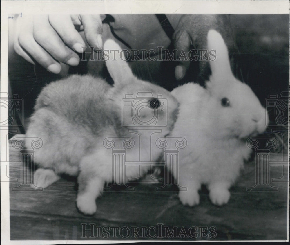 1958 Claude Holbrook baby rabbits with one ear. - Historic Images